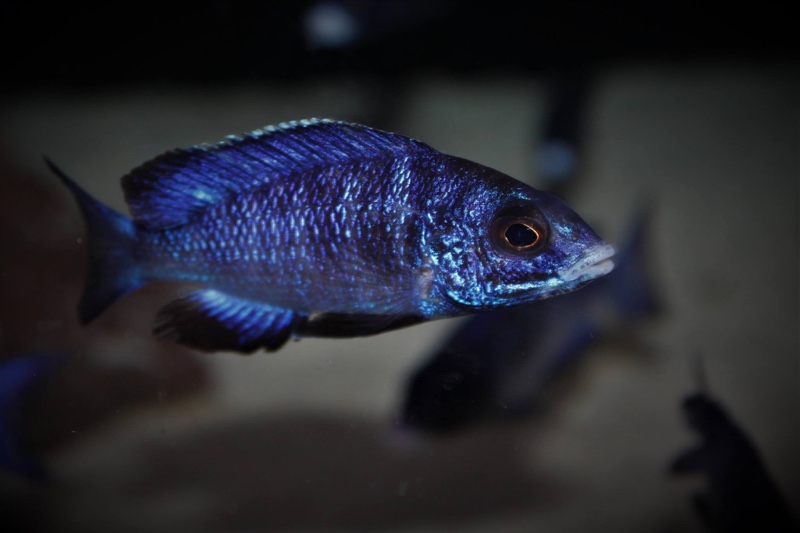 Placidochromis phenochilus 'Mdoka Reef'